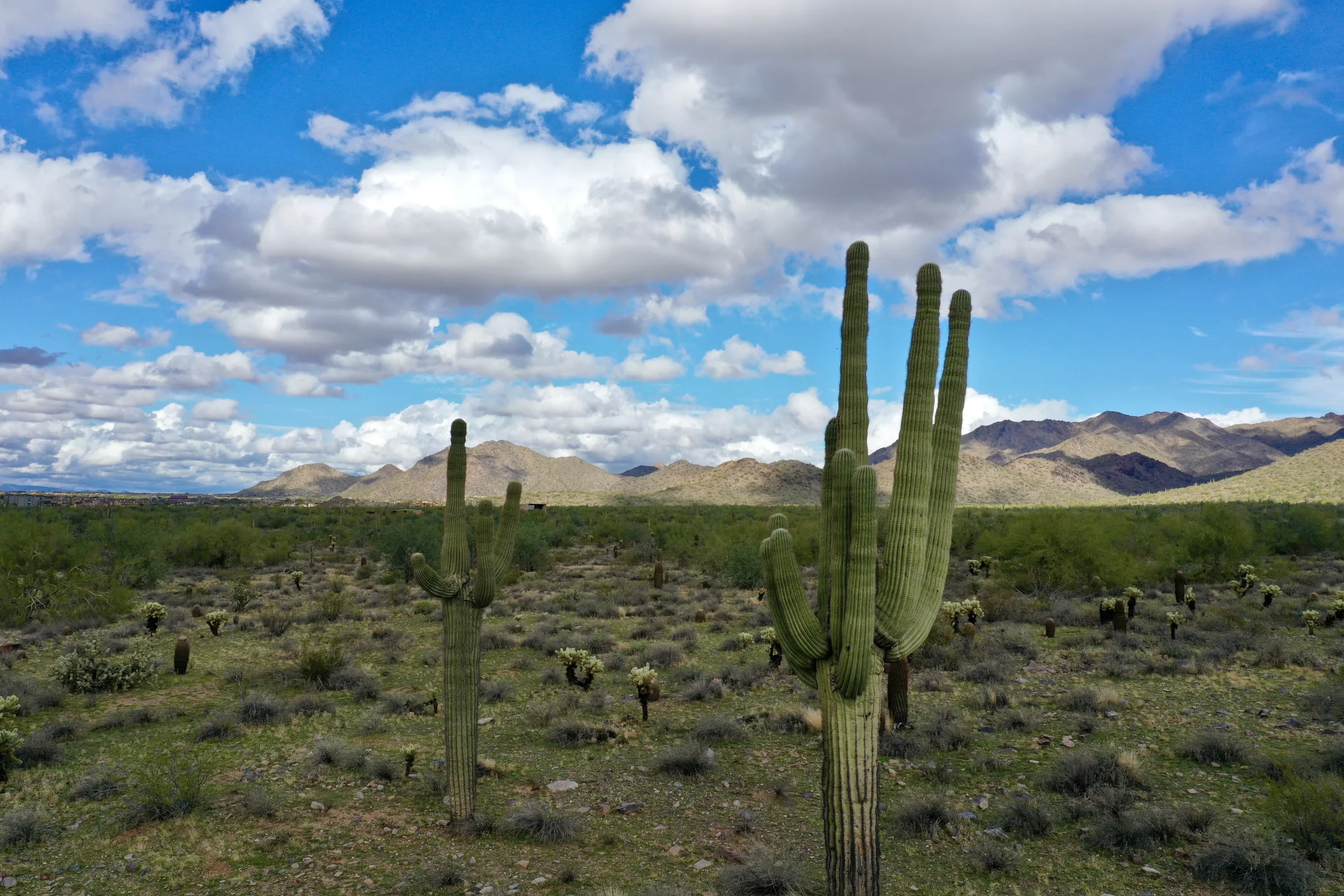 Saguaro cacti and mountains beneath a broad Arizona sky